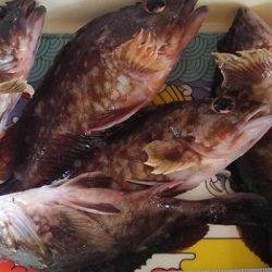 根魚狙い　カサゴ、メバルの釣果